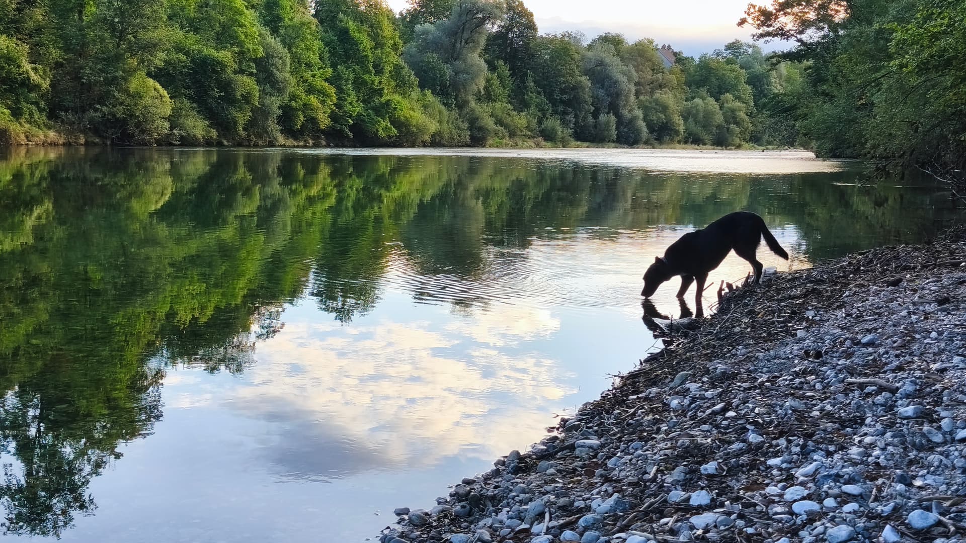 Cute dog drinking water in river austria - Ubuntu 26.04 Wallpapers - Official Resolute Raccoon Collection