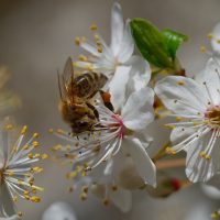Diligent bee