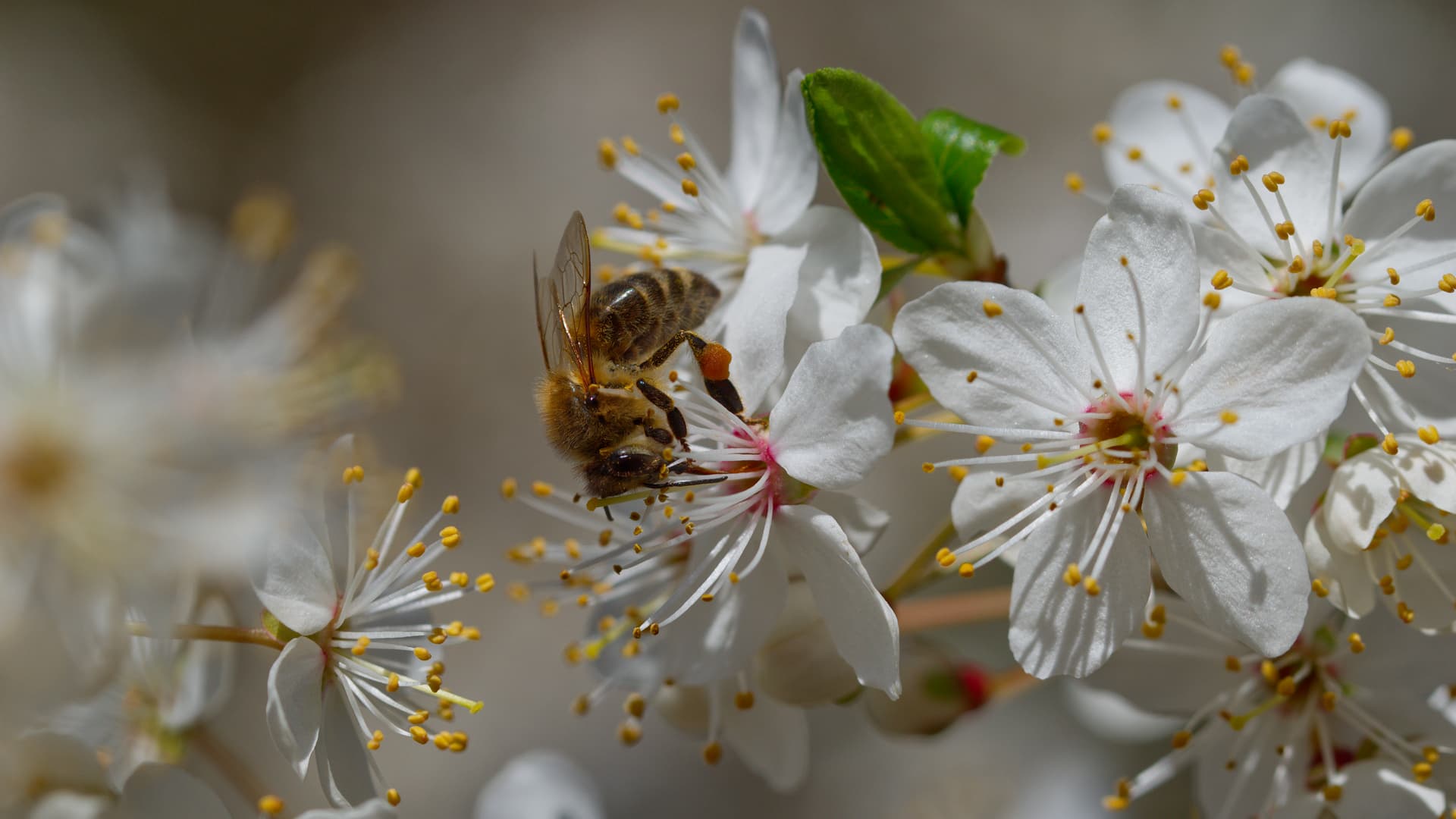 Diligent bee - Ubuntu 26.04 Wallpapers - Official Resolute Raccoon Collection