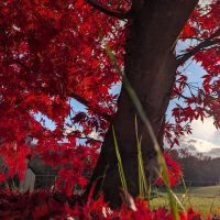 Fall on windy hill by aaronprisk