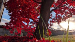 Fall on windy hill by aaronprisk - Xubuntu 26.04 Wallpapers, Official Xfce Collection