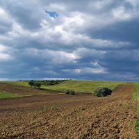 Field by tibor mokanszki