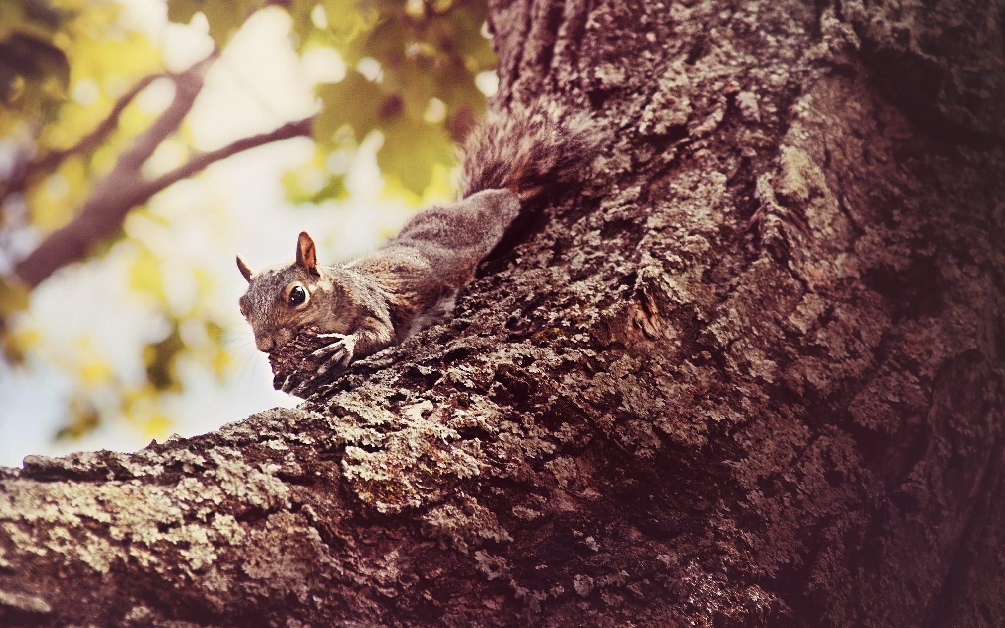 My nut by bluesabrewife - Xubuntu 26.04 Wallpapers, Official Xfce Collection