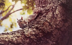 My nut by bluesabrewife - Xubuntu 26.04 Wallpapers, Official Xfce Collection