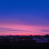 Purple dawn denmark