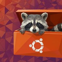 Raccoon out of ubuntu tool box