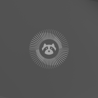 Resolute raccoon wallpaper dimmed 3840×2160
