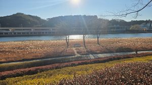Riverside in suncheonman national garden south korea - Ubuntu 26.04 Wallpapers - Official Resolute Raccoon Collection