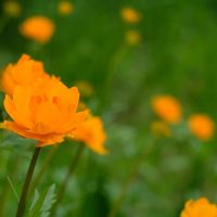 Summer flower russia