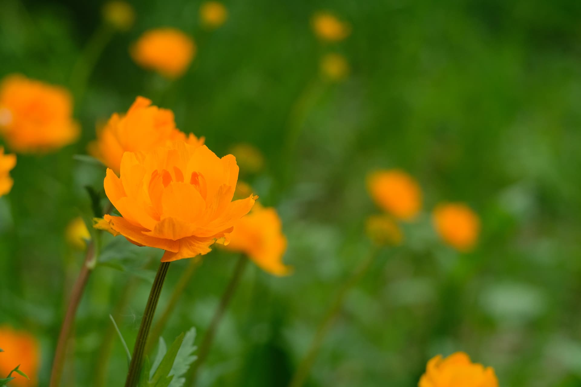 Summer flower russia - Ubuntu 26.04 Wallpapers - Official Resolute Raccoon Collection