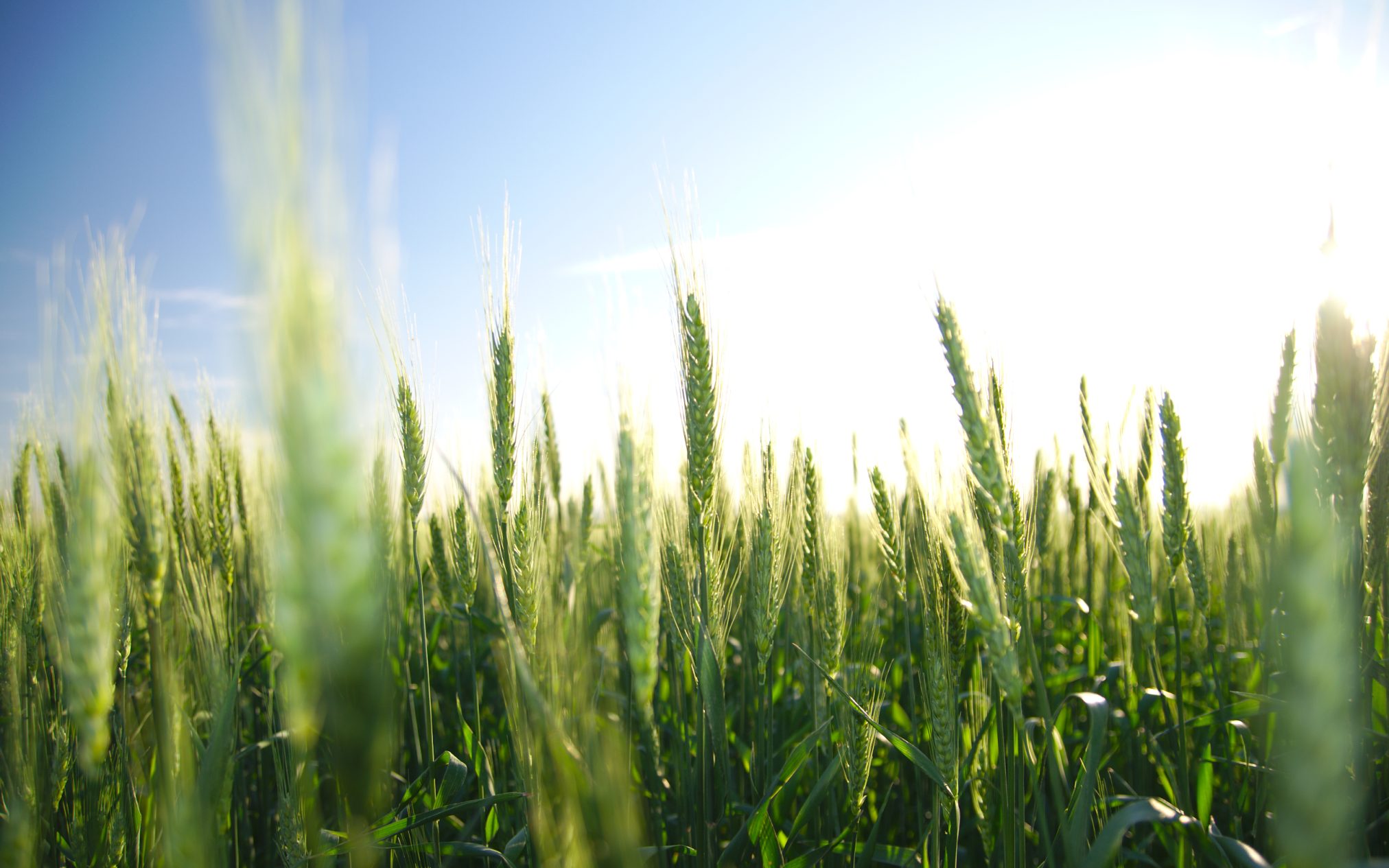 Untitled by nesimi acarca - Xubuntu 26.04 Wallpapers, Official Xfce Collection