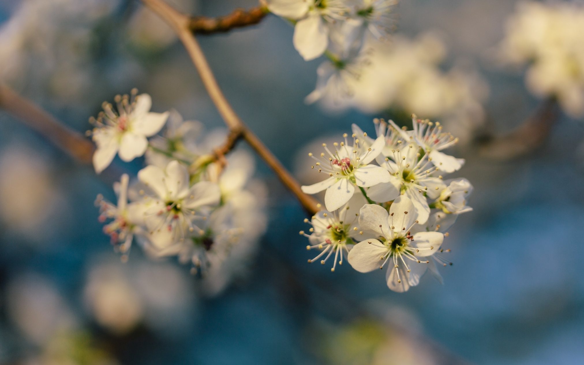 Untitled by troy jarrell - Xubuntu 26.04 Wallpapers, Official Xfce Collection