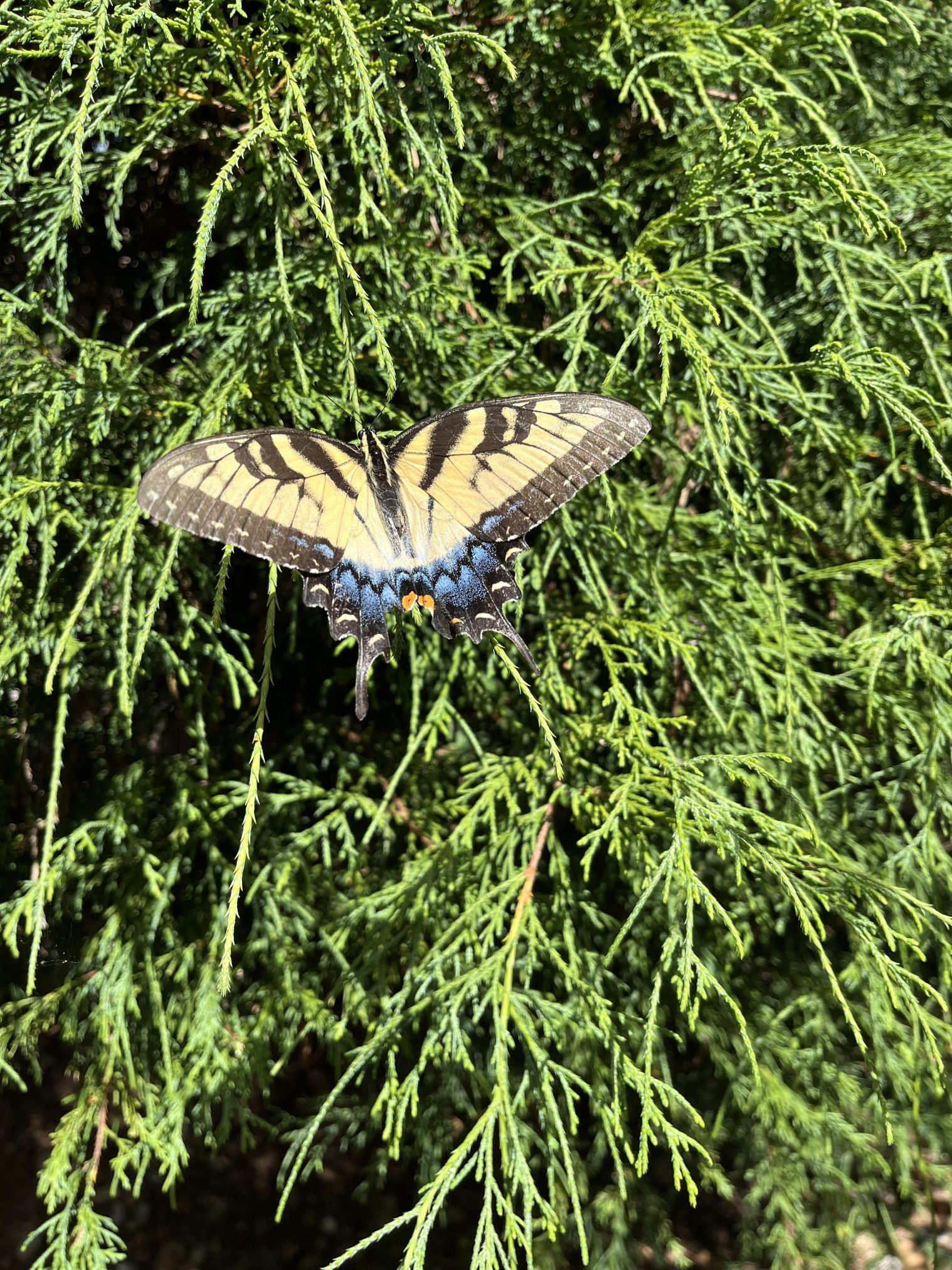 Yellow monarch resting on a leyland cypress - Ubuntu 26.04 Wallpapers - Official Resolute Raccoon Collection