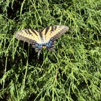 Yellow monarch resting on a leyland cypress