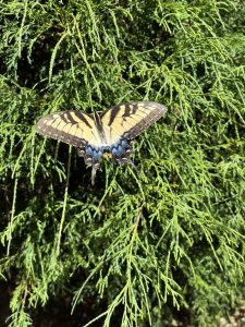 Yellow monarch resting on a leyland cypress - Ubuntu 26.04 Wallpapers - Official Resolute Raccoon Collection