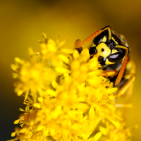 Yellow jacket by manuel frei