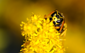 Yellow jacket by manuel frei - Xubuntu 26.04 Wallpapers, Official Xfce Collection