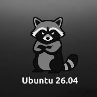 Angry raccoon black white