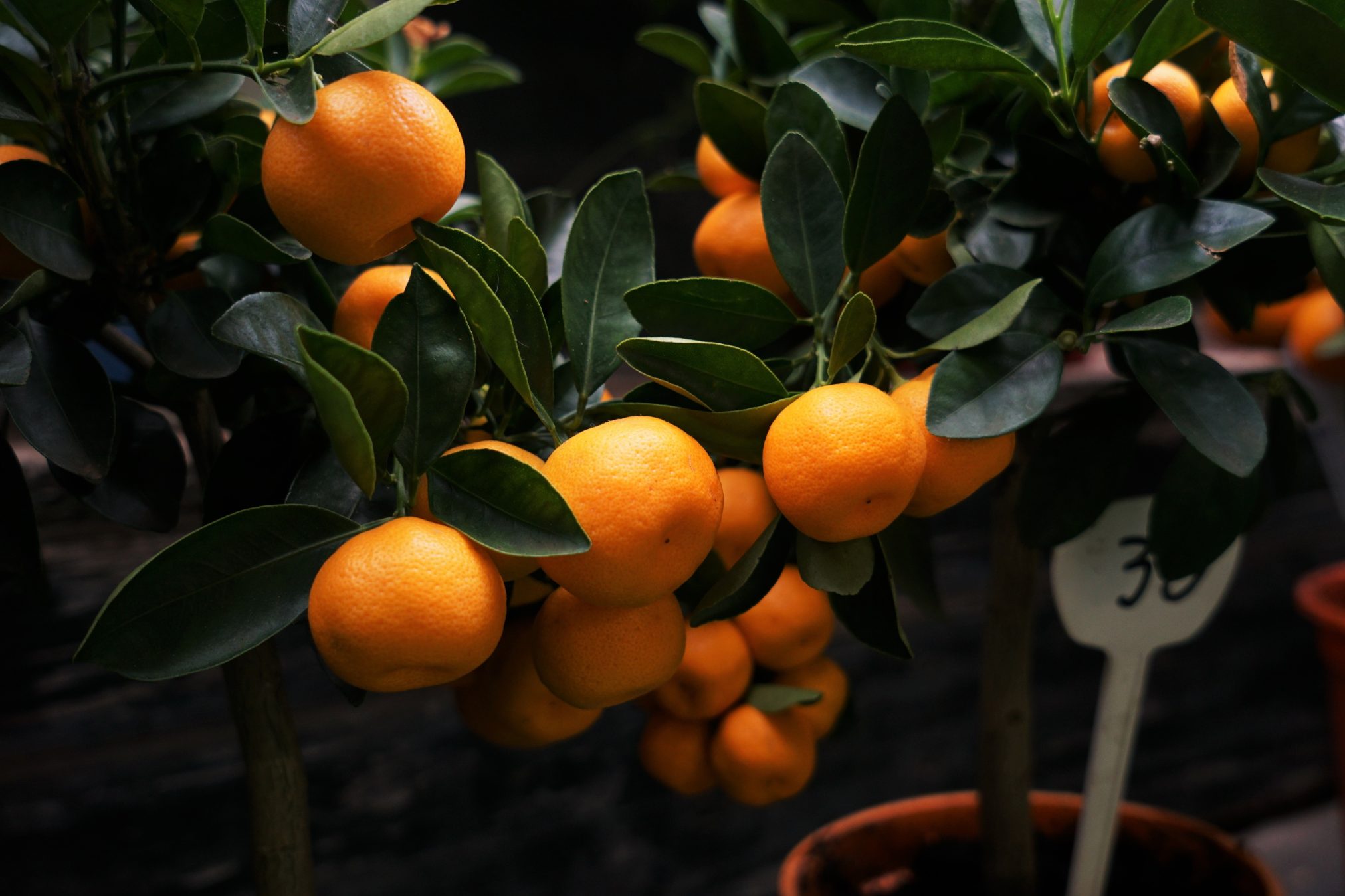 Beauty of mandarins by erwan hesry - Ubuntu Budgie 26.04 Wallpapers - Official Indigo Collection