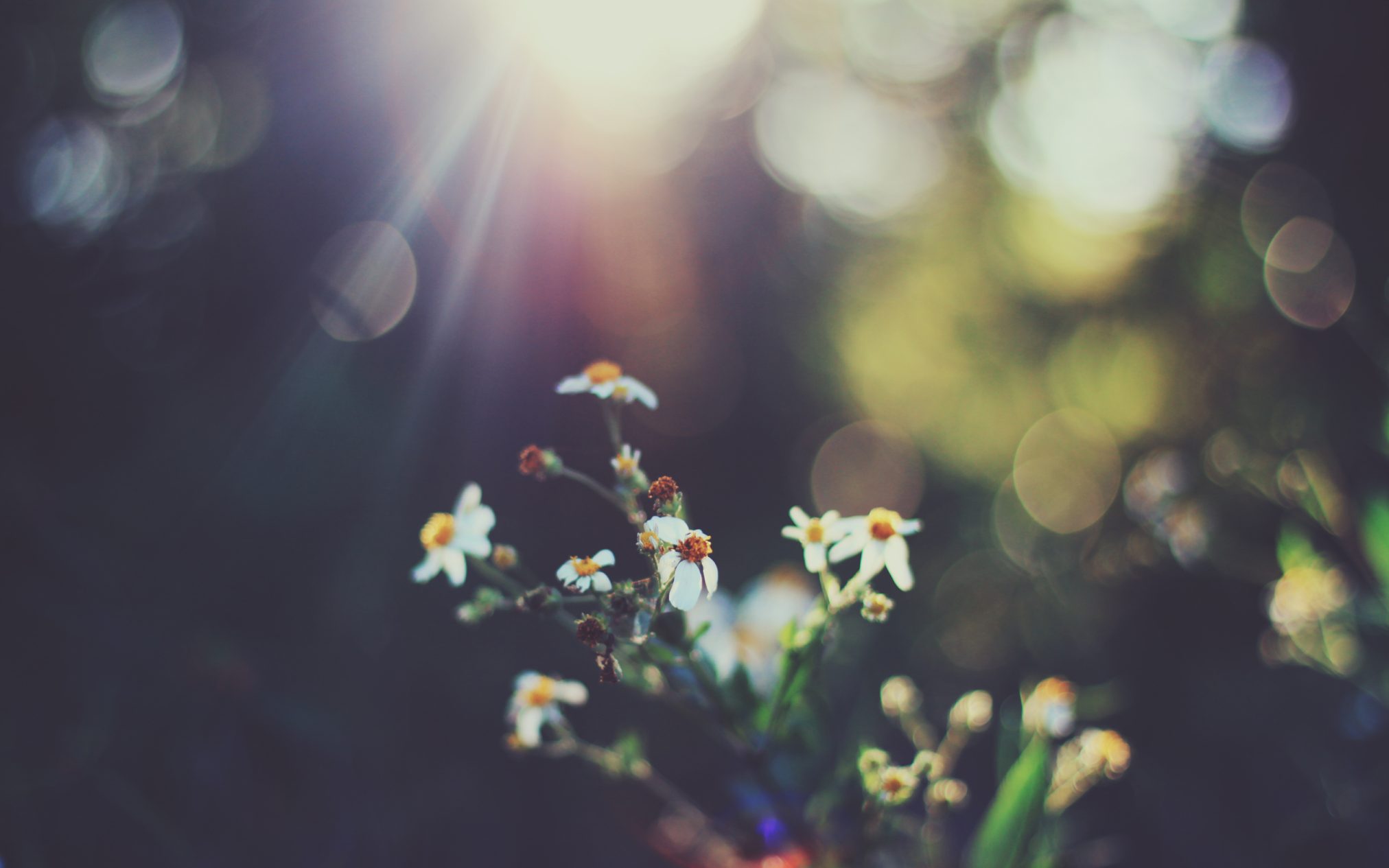 Bubbles - Xubuntu 26.04 Wallpapers, Official Xfce Collection