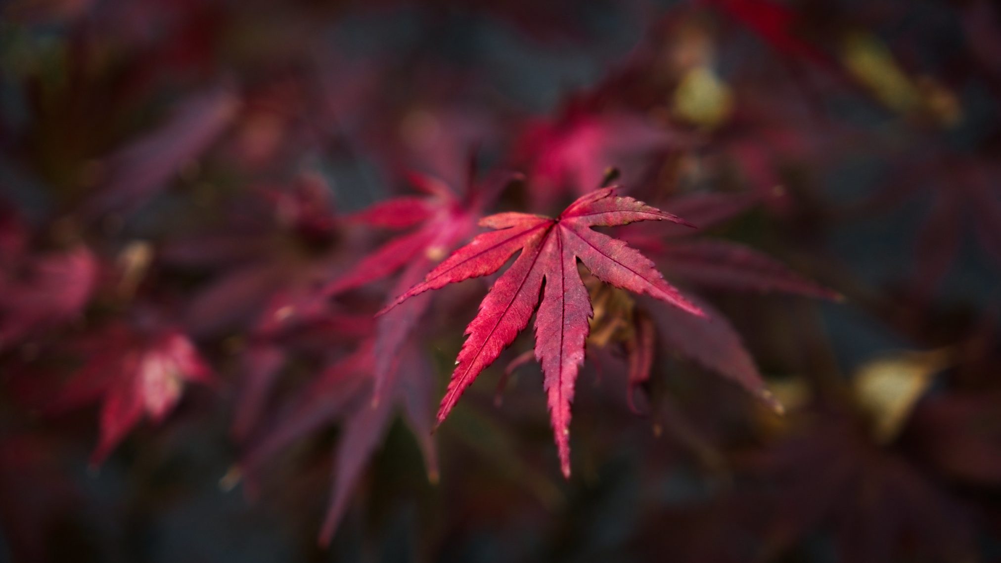 Closeup leaf - Ubuntu 26.04 Wallpapers - Official Resolute Raccoon Collection