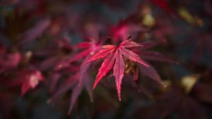 Closeup leaf - Ubuntu 26.04 Wallpapers - Official Resolute Raccoon Collection