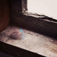Feather on windowsill by jill heyer