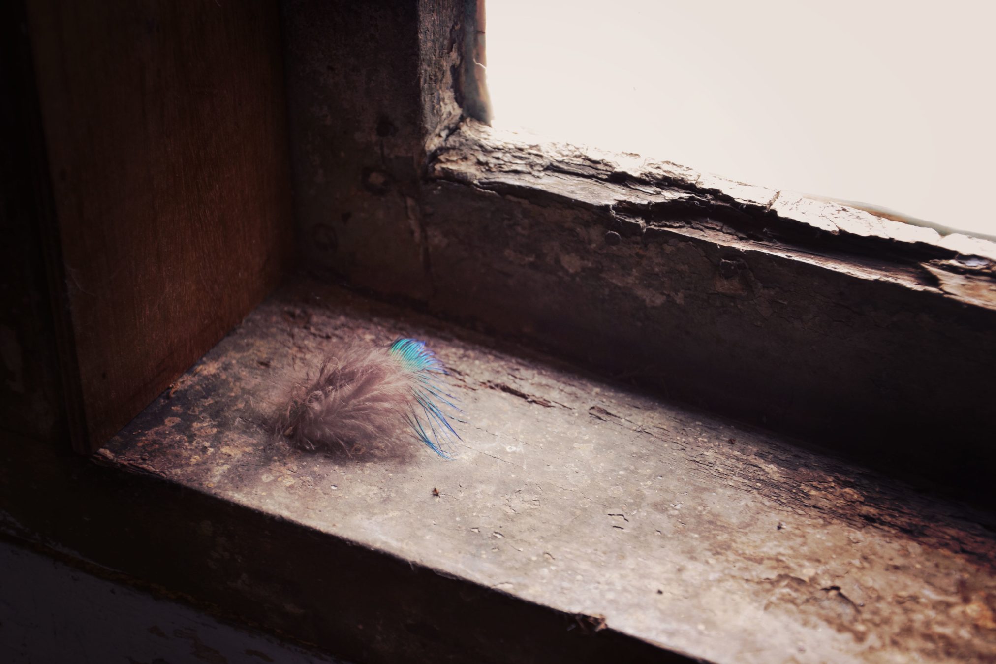 Feather on windowsill by jill heyer - Ubuntu Budgie 26.04 Wallpapers - Official Indigo Collection