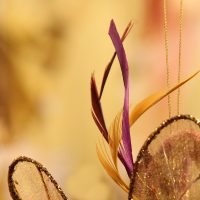 Feathers by andre tr