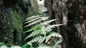 Fern by sigisagi - Ubuntu Budgie 26.04 Wallpapers - Official Indigo Collection