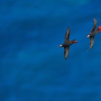 Geese