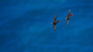 Geese - Ubuntu 26.04 Wallpapers - Official Resolute Raccoon Collection