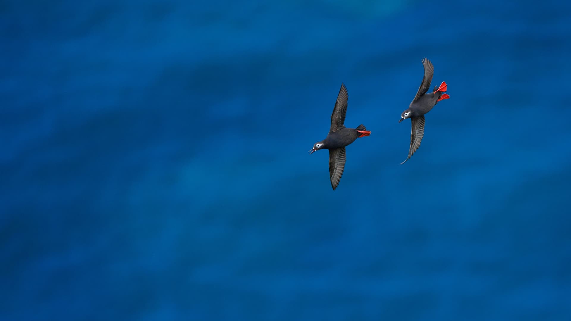 Geese - Ubuntu 26.04 Wallpapers - Official Resolute Raccoon Collection