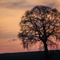 Lonely tree by aabhas lall