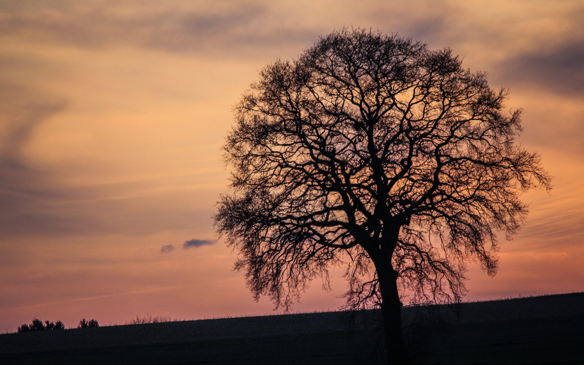 Lonely tree by aabhas lall - Ubuntu Budgie 26.04 Wallpapers - Official Indigo Collection