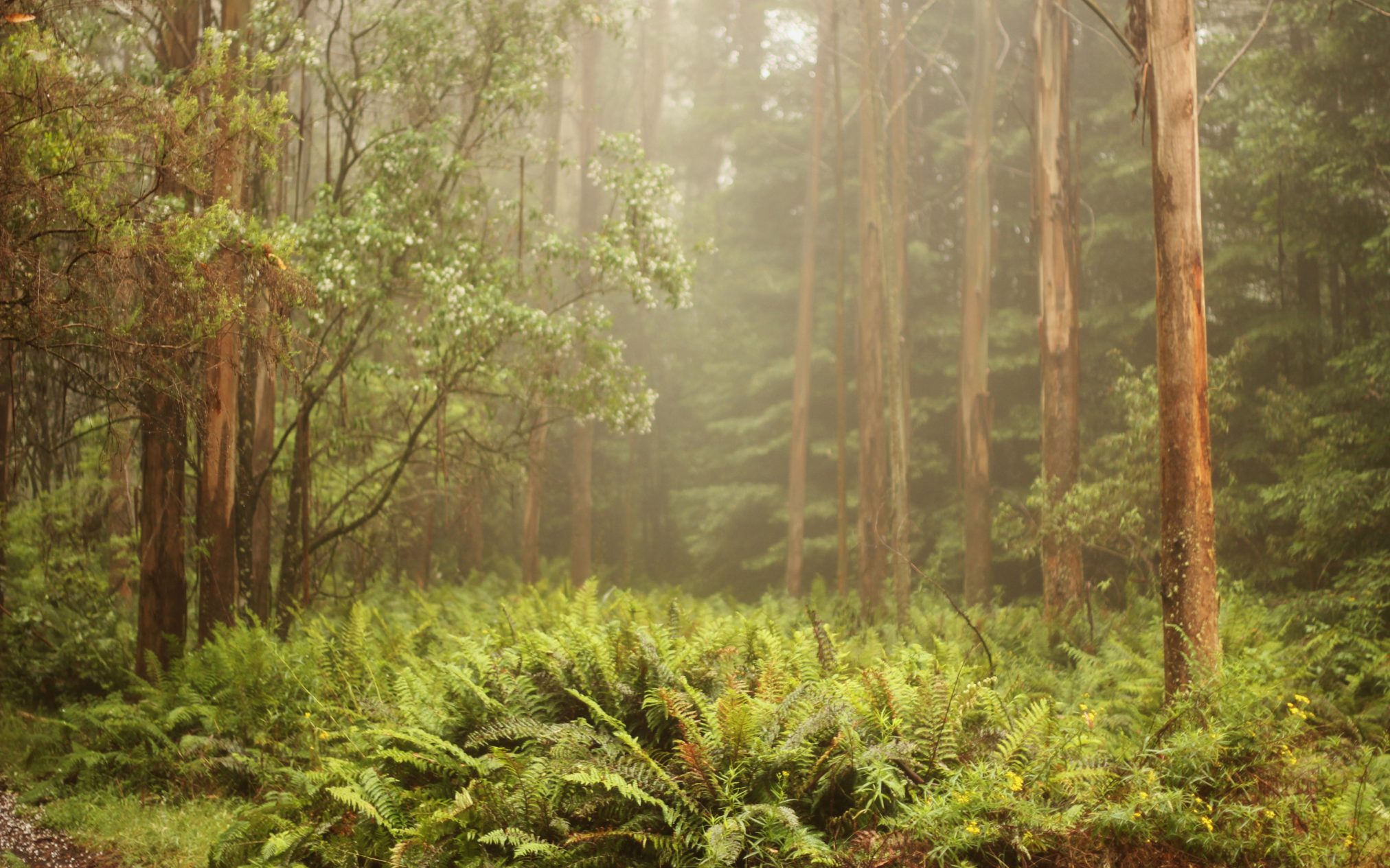 Solitude - Xubuntu 26.04 Wallpapers, Official Xfce Collection