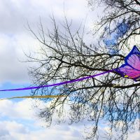 Streaming butterfly by xander jara