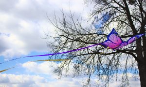 Streaming butterfly by xander jara - Ubuntu Budgie 26.04 Wallpapers - Official Indigo Collection