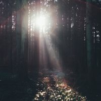 Sun through trees by annie spratt