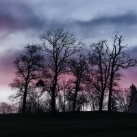 Tall trees
