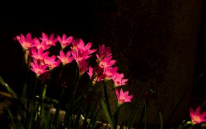 Unknown flower by ngynloc - Ubuntu Budgie 26.04 Wallpapers - Official Indigo Collection