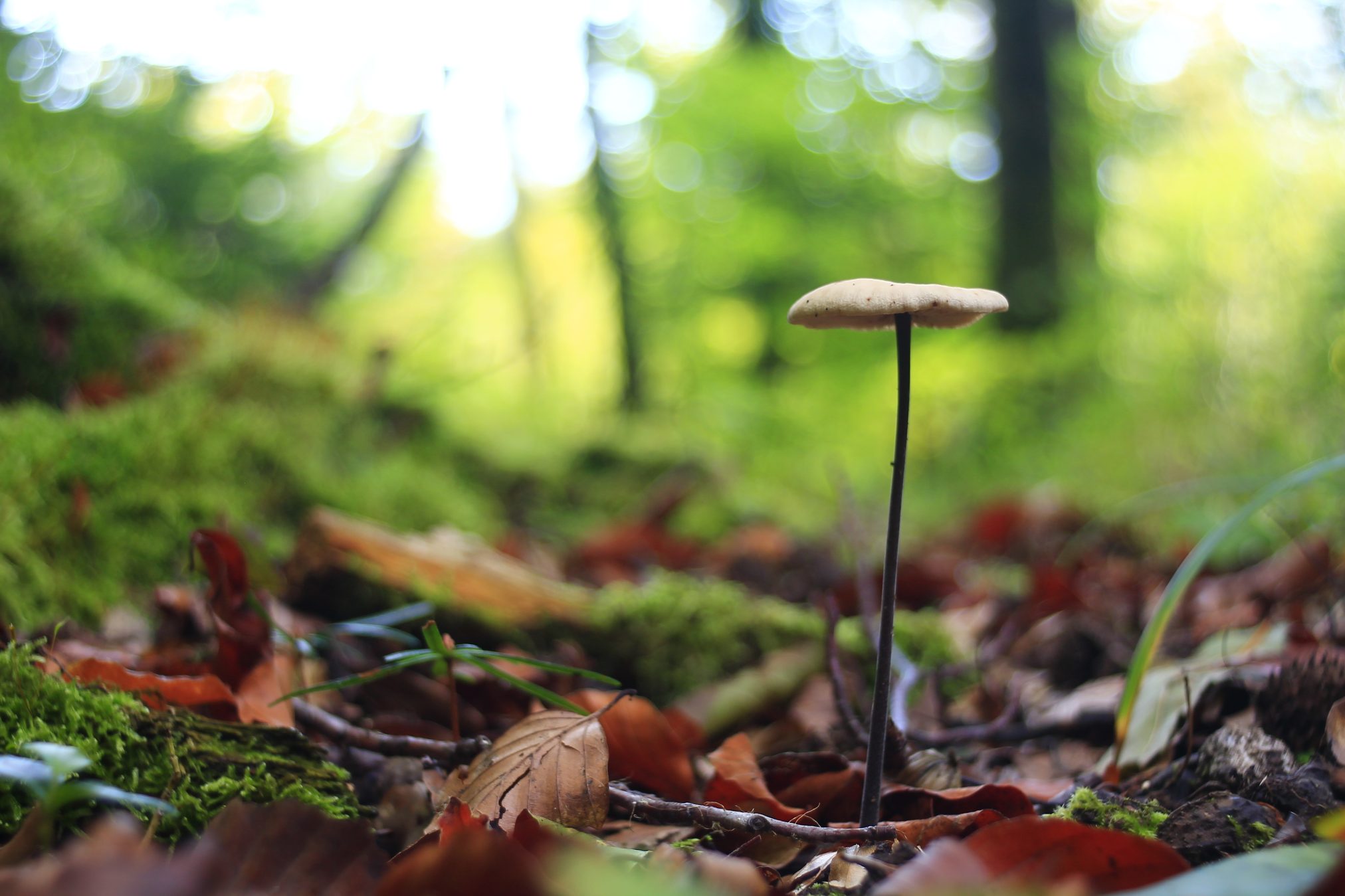 Wald by sigi sagi - Ubuntu Budgie 26.04 Wallpapers - Official Indigo Collection