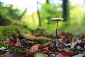 Wald by sigi sagi - Ubuntu Budgie 26.04 Wallpapers - Official Indigo Collection