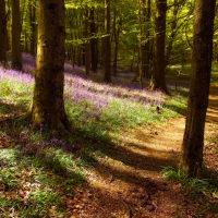 Woods