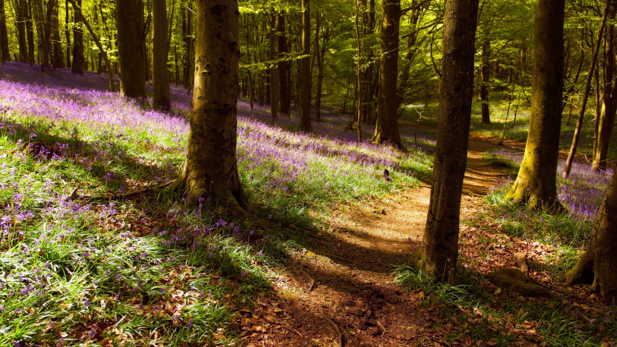 Woods - Ubuntu 26.04 Wallpapers - Official Resolute Raccoon Collection
