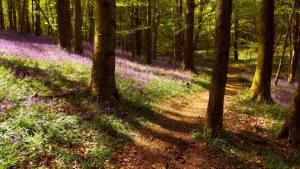 Woods - Ubuntu 26.04 Wallpapers - Official Resolute Raccoon Collection