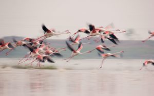 1604 lifeinslowmotion pushkardeshpande - Ubuntu Studio 26.04 Wallpapers - Official Collection