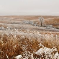 2004 frosty prairie fadedgreenpeace