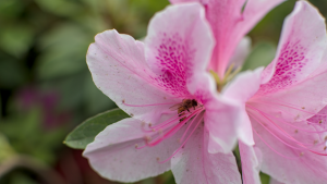 2404 bee2 - Ubuntu Studio 26.04 Wallpapers - Official Collection