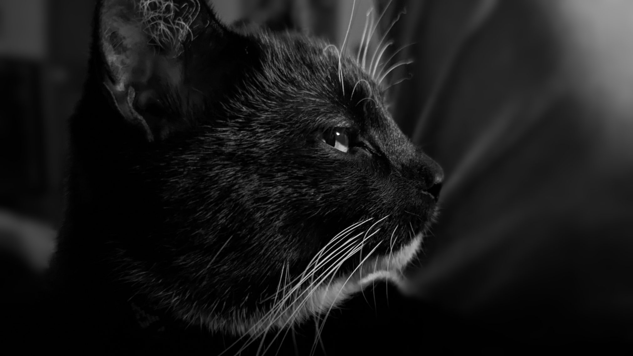 Beerus the cat by aaron prisk - Ubuntu Cinnamon 26.04 Wallpapers - Official Resolute Raccoon Collection
